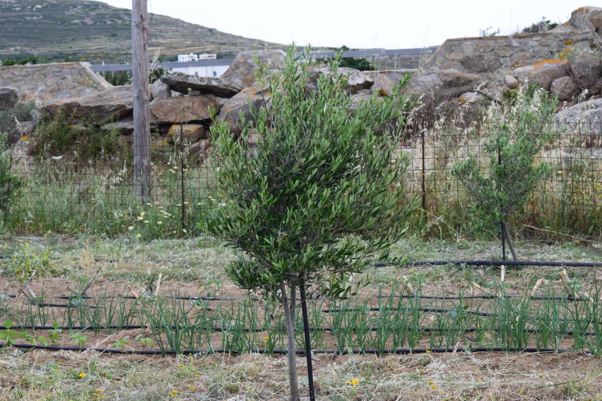 דירות Glinado Naxos Ktima Panagia מראה חיצוני תמונה